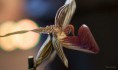 /album/l%27orchidee%3a-fleurs-des-songes-aux-contours-r%c3%aaveurs/lorchidee-oiseau-mars-2013-049-jpg/